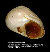 Neverita duplicata (2)